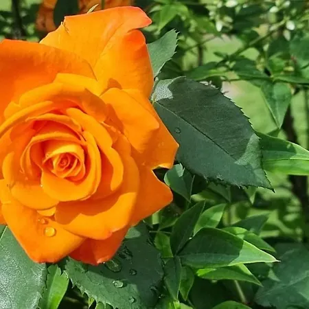 公寓 Sozopoli Hills 索佐波尔