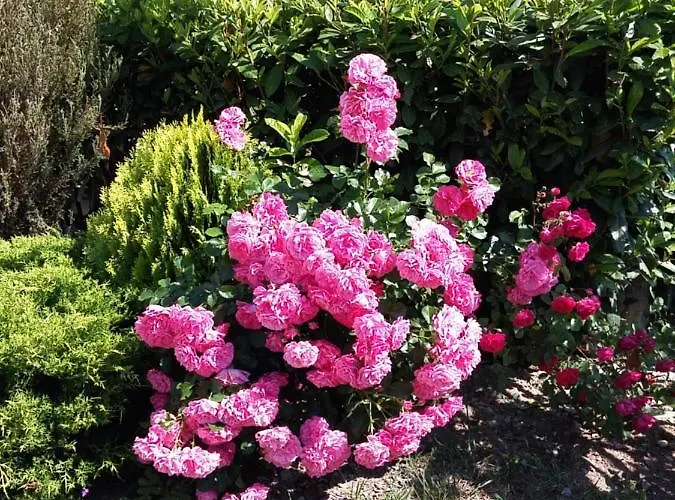 Sozopoli Hills アパート *